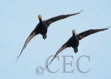 Double Crested Cormorants, Formation flying 4Z028119 copy.jpg