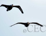 Double Crested Cormorant, Formation flying  4Z028146.jpg