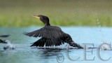 Double Crested Cormorant, 4Z035736 copy.jpg