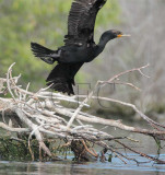 Double Crested Cormorant, 4Z035768 copy.jpg