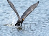 Double Crested Cormorant, 4Z037005 copy.jpg