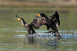 Double Crested Cormorant, Landing 4Z038309 copy.jpg