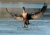Double Crested Cormorant, Landing 4Z038434 copy.jpg