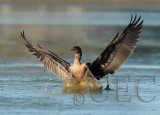Double Crested Cormorant, Landing 4Z038436 copy.jpg