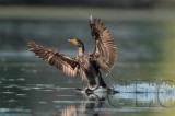 Double Crested Cormorant, Landing  4Z038717 copy.jpg
