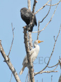 Leucistic Double-crested Cormorant, first reported by Kelly Kindelspire of Yakima Audubon 4Z9O2734 copy.jpg