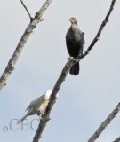 Leucistic Double-crested Cormorant 4Z9O2766 copy.jpg