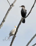 Leucistic Double-crested Cormorant 4Z9O2768 copy.jpg