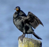 Double-crested breeding WT4P1322 copy.jpg