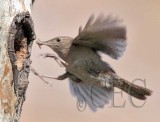 House Wren AEZ14605.jpg