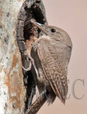 House Wren  AEZ14608 copy.jpg