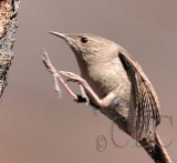 House Wren AEZ14640 copy.jpg