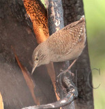 Winter Wren, Yalima _EZ36852b copy.jpg