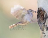 House Wren 4Z065354 copy.jpg