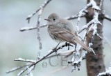 House Wren in snow, Bethyl Ridge __EZ44070 copy.jpg