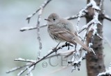 House Wren in snow, Bethyl Ridge   __EZ44070 copy.jpg