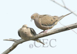 Mourning Doves 1/7   WT4P6113 copy.jpg