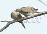 Mourning Doves 3/7 WT4P6118 copy.jpg