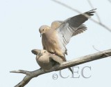 Mourning Doves, copulating 4/7 WT4P6119 copy.jpg