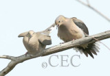 Mourning Doves 5/7 WT4P6121 copy.jpg