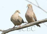 Mourning Doves 6/7 WT4P6123 copy.jpg
