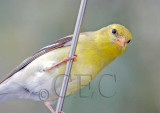 Curious Goldfinch on car antenna, Potholes state park 4Z064955 copy.jpg