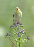 Goldfinch, San jaun Island  WT4P1573 copy.jpg