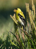 Goldfinch, San jaun Island  WT4P1707.jpg