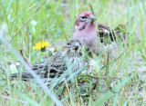 Cassin's finches, female in foreground has strikingly white underparts, breeding season _EZ39677 copy.jpg