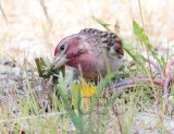 Cassin's finch male feeding on dandylion seeds _EZ39688 copy.jpg