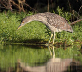 Black-crowned Night Heron, juvenile hunting    4Z036087 copy.jpg