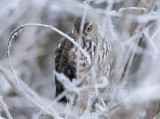 Sharp-shinned Hawk, waiting in ambush  AEZ29538 copy.jpg