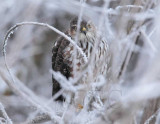 Sharp-shinned Hawk, waiting in ambush AEZ29539 copy.jpg