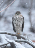 Sharp-shinned Hawk, Yakima AEZ29612 copy.jpg