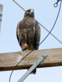 Dark-phased Red-tailed or Swainsons hawk, no white on chin, WT4P9292 copy.jpg