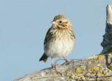 Juvenile Savannah Sparrow WT4P1711 copy.jpg