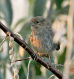 Juvenile, probably Song Sparrow, Wichester Wasteway, September   WT4P9279 copy.jpg