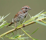 Song Sparrow, Yakima River June  _EZ43490 copy.jpg
