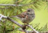 Juvenile Darked-eyed Junco _EZ45781.jpg