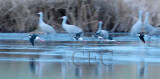 Black-necked Stilt landing 1/4  _EZ32657 copy.jpg