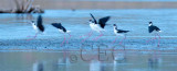 Black-necked Stilt landing 4/4 _EZ32660.jpg