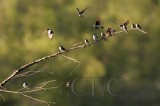 Tree Swallows AE2D9058 copy.jpg