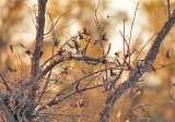Tree Swallows AE2D9155 copy.jpg