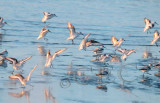 Sanderlings landing  _EZ47662p copy.jpg