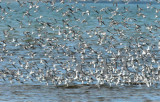 Sanderlings and Dunlin fly low    _EZ48246 copy.jpg