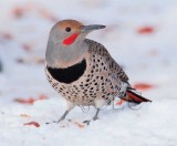 Northern Flicker 4Z043303.jpg