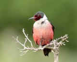 Lewis's Woodpecker AEZ11802 copy.jpg