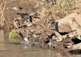 Cliff swallows, Yakima River  _EZ41397 copy.jpg