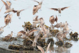 Willets and Marbled Godwits  AEZ27304 copy.jpg