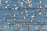Many Dunlin and a 'peep' _EZ48859 copy.jpg